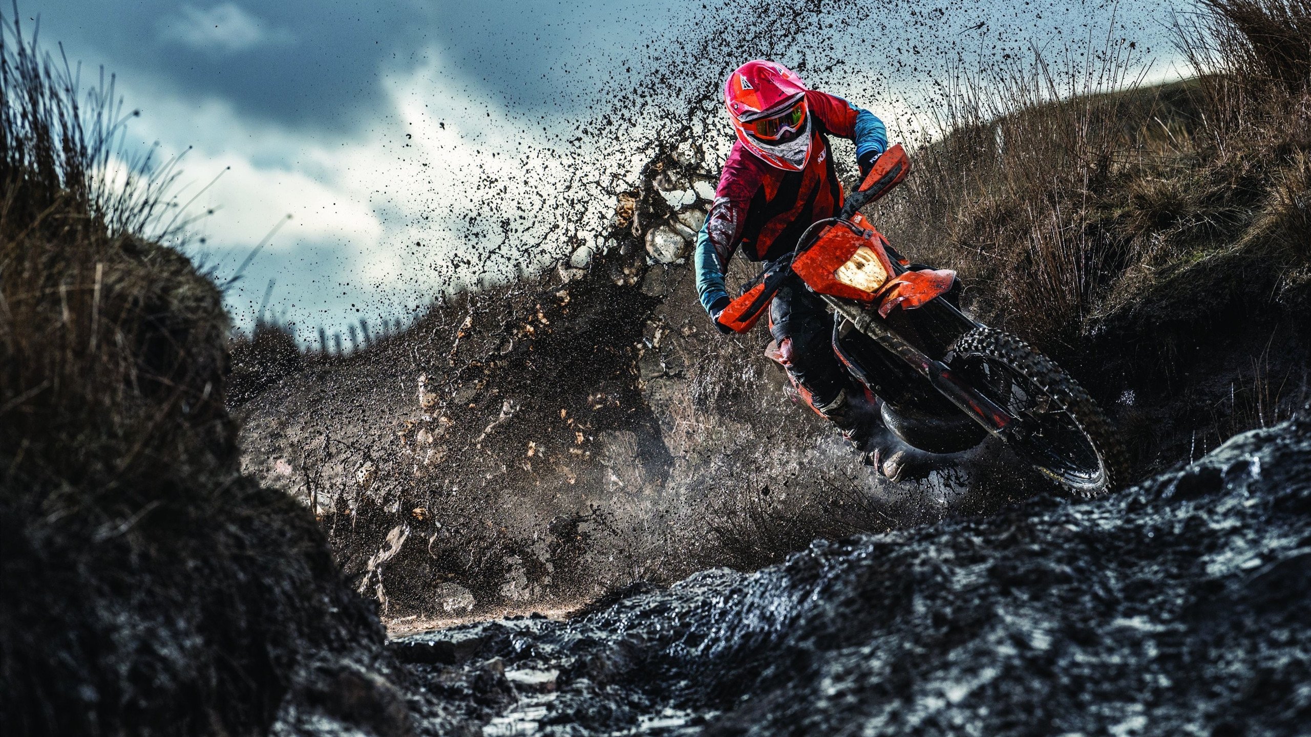 圣赫勒拿进行新一轮篮球青训培训，圣赫勒拿蠼螋